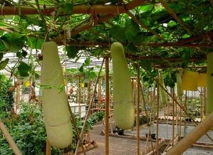 梦到在瓜园里吃瓜,一场甜蜜的瓜果盛宴