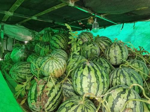 集梦116吃瓜,揭秘娱乐圈的“吃瓜”盛宴