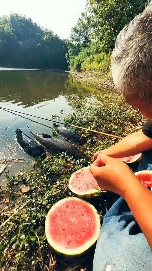 大爷在桥上吃瓜,夏日桥景成风景线