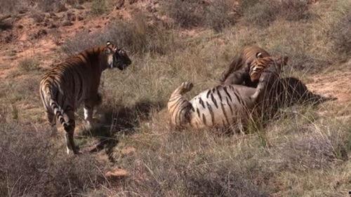今日吃瓜黑料-海外吃瓜虎,揭秘今日吃瓜黑料背后的真相
