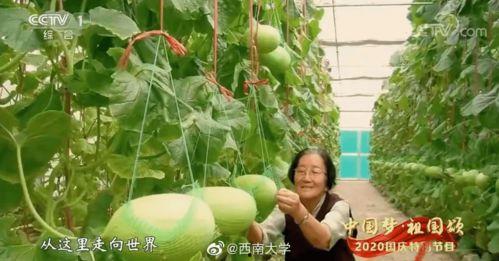 许瓜瓜吃瓜,揭秘娱乐圈幕后故事