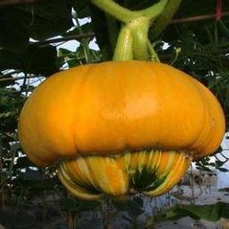 香炉瓜咋样吃,解锁美味新体验