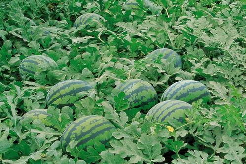 美丽风景吃瓜图片,邂逅自然与甜蜜的视觉盛宴