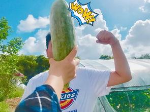 送货吃瓜,意外邂逅甜蜜瓜果时光