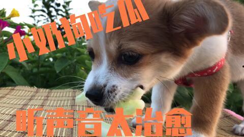悲伤小狗吃瓜,悲伤小狗的瓜田奇遇