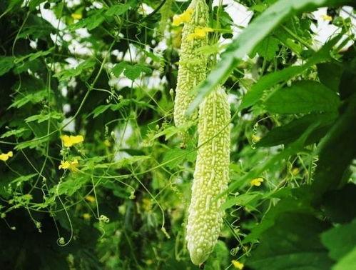 吃凉瓜能降尿酸吗,揭秘夏日降尿酸新选择