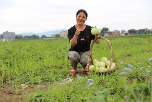 广西贵港吃瓜,探寻广西贵港的夏日美食风情