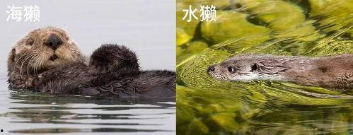 水獭吃瓜表情包,萌态可掬的夏日清凉瞬间