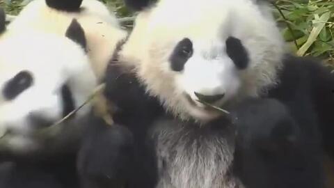 熊猫滚滚吃瓜,滚滚熊猫的夏日瓜果盛宴