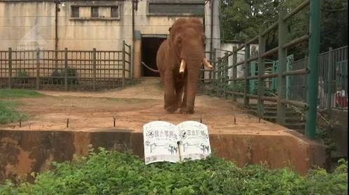 昆明长椅吃瓜事件,一场引发热议的街头现象