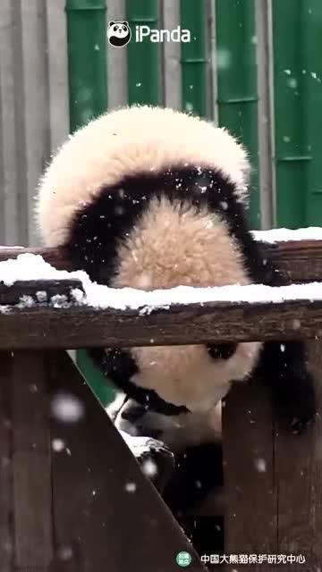 吃瓜小熊张邈,揭秘娱乐圈幕后故事