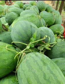 岗李乡吃瓜,品味乡村生活新风尚