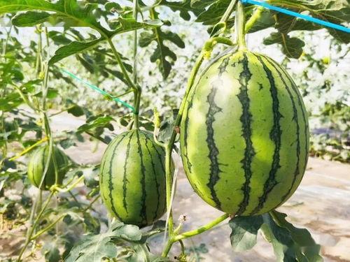 吃最甜的瓜视频,揭秘最甜瓜视频背后的秘密