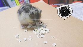 仓鼠吃瓜图片大全,仓鼠吃瓜图片大全集锦