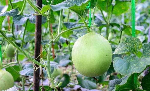 吃瓜卡住嗓子,一场舌尖上的惊险遭遇
