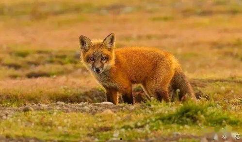 蓝狐狸吃瓜视频,揭秘娱乐圈幕后故事