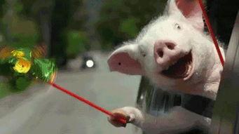 吃瓜逗比图,揭秘娱乐圈欢乐瞬间