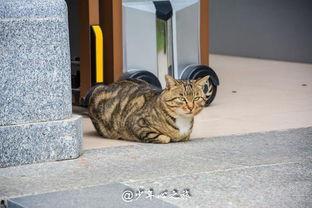 楼下吃瓜打架,楼下吃瓜打架事件始末