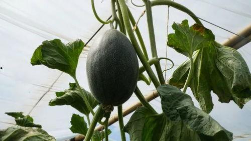 喊你吃瓜,跟随“喊你吃瓜”探寻明星幕后故事