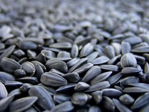 吃瓜子吃出坏瓜,吃瓜子识坏瓜的技巧揭秘