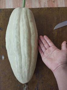 杜瓜叶子可以吃吗,探索杜瓜叶子的食用价值与食用方法