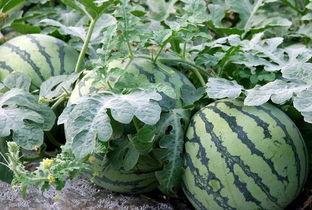 文总吃瓜,揭秘娱乐圈幕后故事