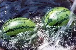 想起小时候吃瓜,那些年的甜蜜回忆