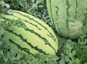 青皮密瓜怎么吃