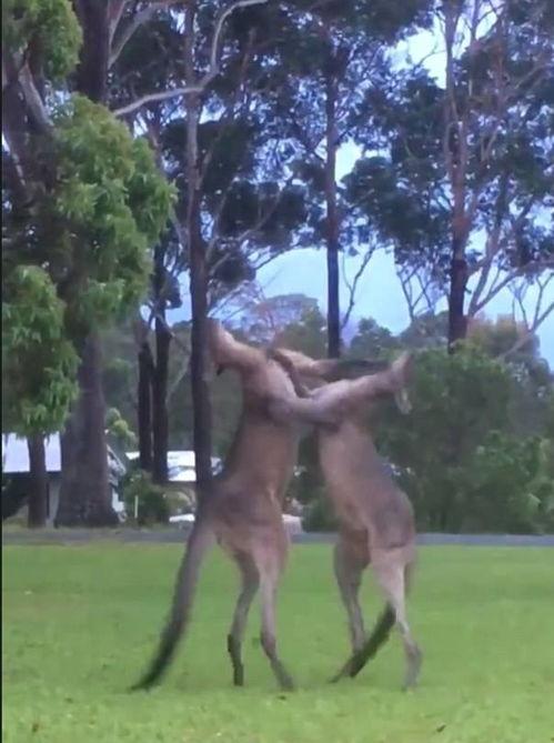 袋鼠打架吃瓜图片