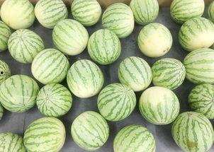 瓜斗怎么吃,解锁夏日清新口感新方式