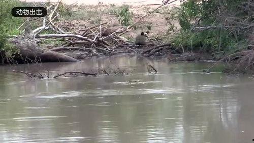 黑斑羚吃哈密瓜,哈密瓜的甜蜜诱惑
