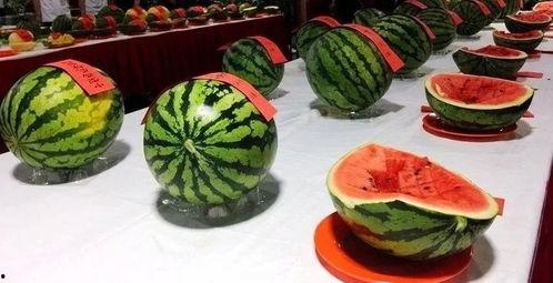 朝阳村吃瓜网站,揭秘乡村生活趣味瞬间