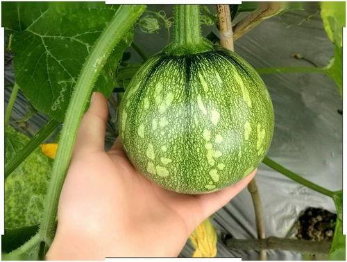 吃瓜小能手55,揭秘娱乐圈幕后故事