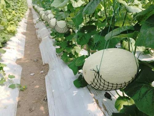 青州国庆吃瓜,一场别开生面的“吃瓜盛宴”