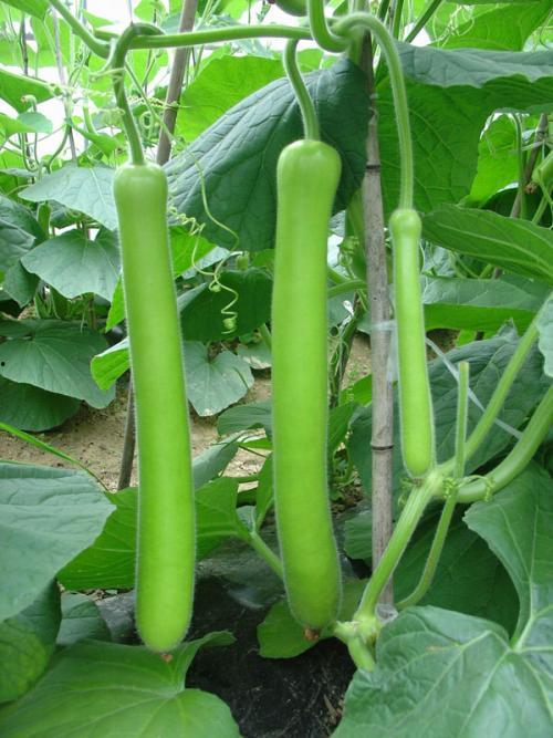 大鹅 吃瓜,一场与瓜果的欢乐邂逅