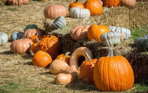 韩城群众吃瓜视频,一场全民参与的夏日盛宴