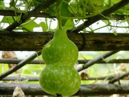 吃葫芦瓜能过敏吗,揭秘食用葫芦瓜可能引发的过敏反应