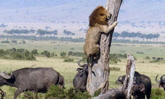 为了吃瓜爬到树上,一场别开生面的夏日奇遇