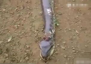 活人解剖吃瓜,医学进步背后的惊悚真相