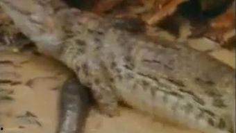 吃瓜鳄鱼视频大全,趣味横生的动物奇观大盘点