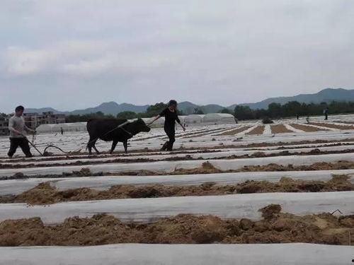 吃瓜传送地,探寻美食背后的传奇故事